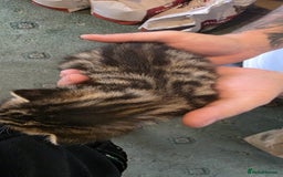 Bengal cats for sale: Kittens x bengal  - Advert 20