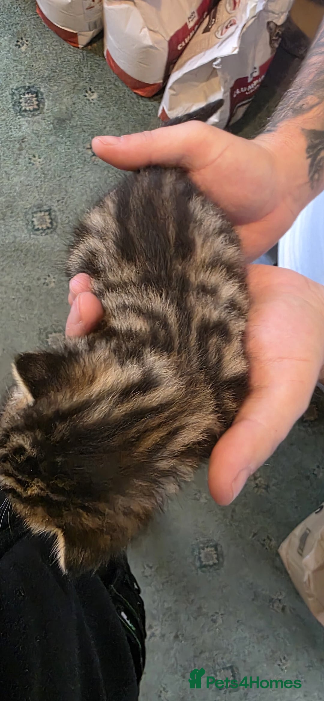 Bengal cats for sale: Kittens x bengal  - Advert 20