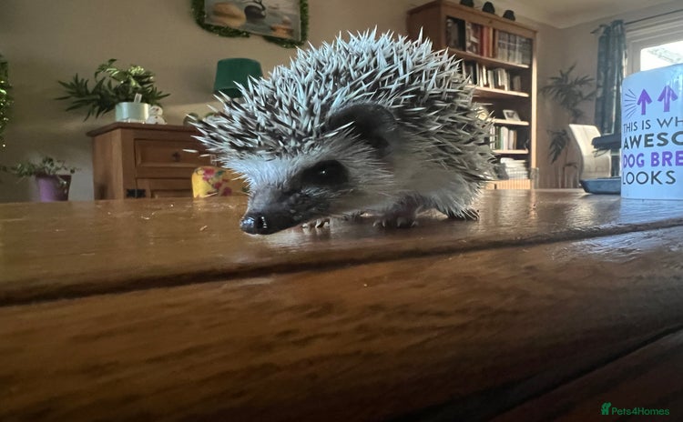 Pygmy Hedgehog rodents African Pygmy hedgehogs hoglets  - Advert 6