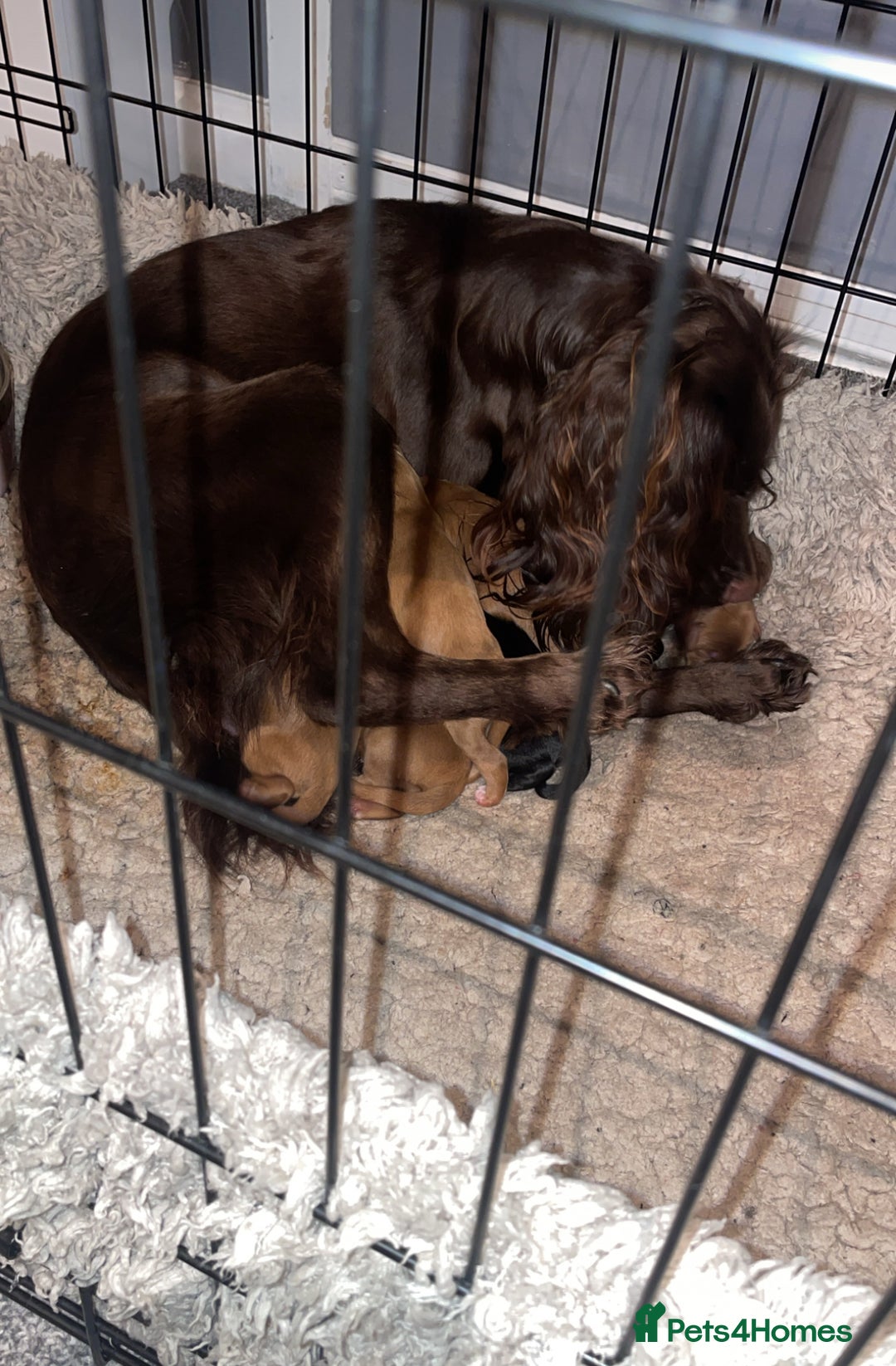 Cockapoo dogs for sale: F1 Cockapoo Puppies  - Advert 1