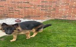 German Shepherd dogs for sale: German shepherd 10 months old  - Image 6