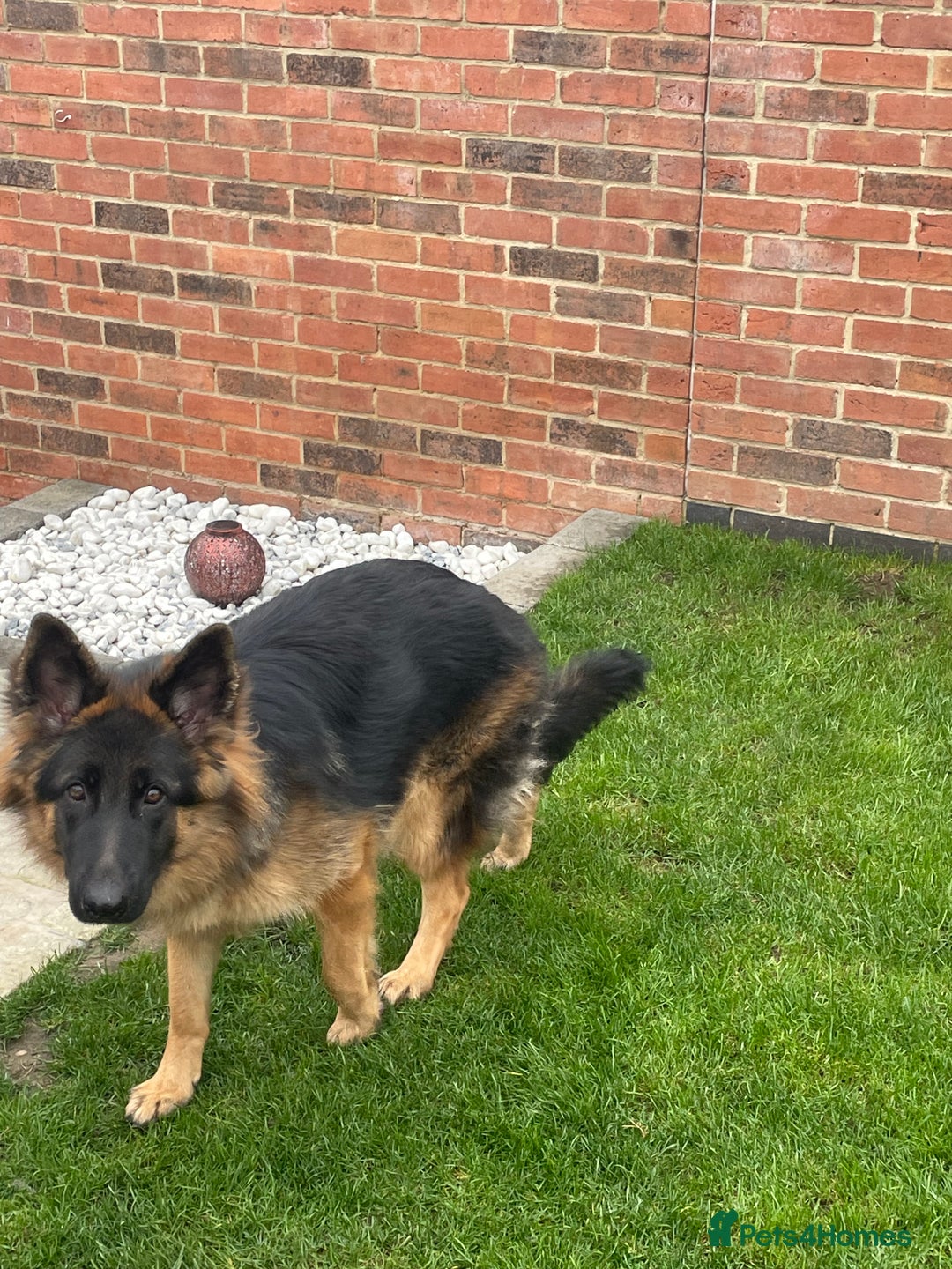 German Shepherd dogs for sale: German shepherd 10 months old  - Image 6