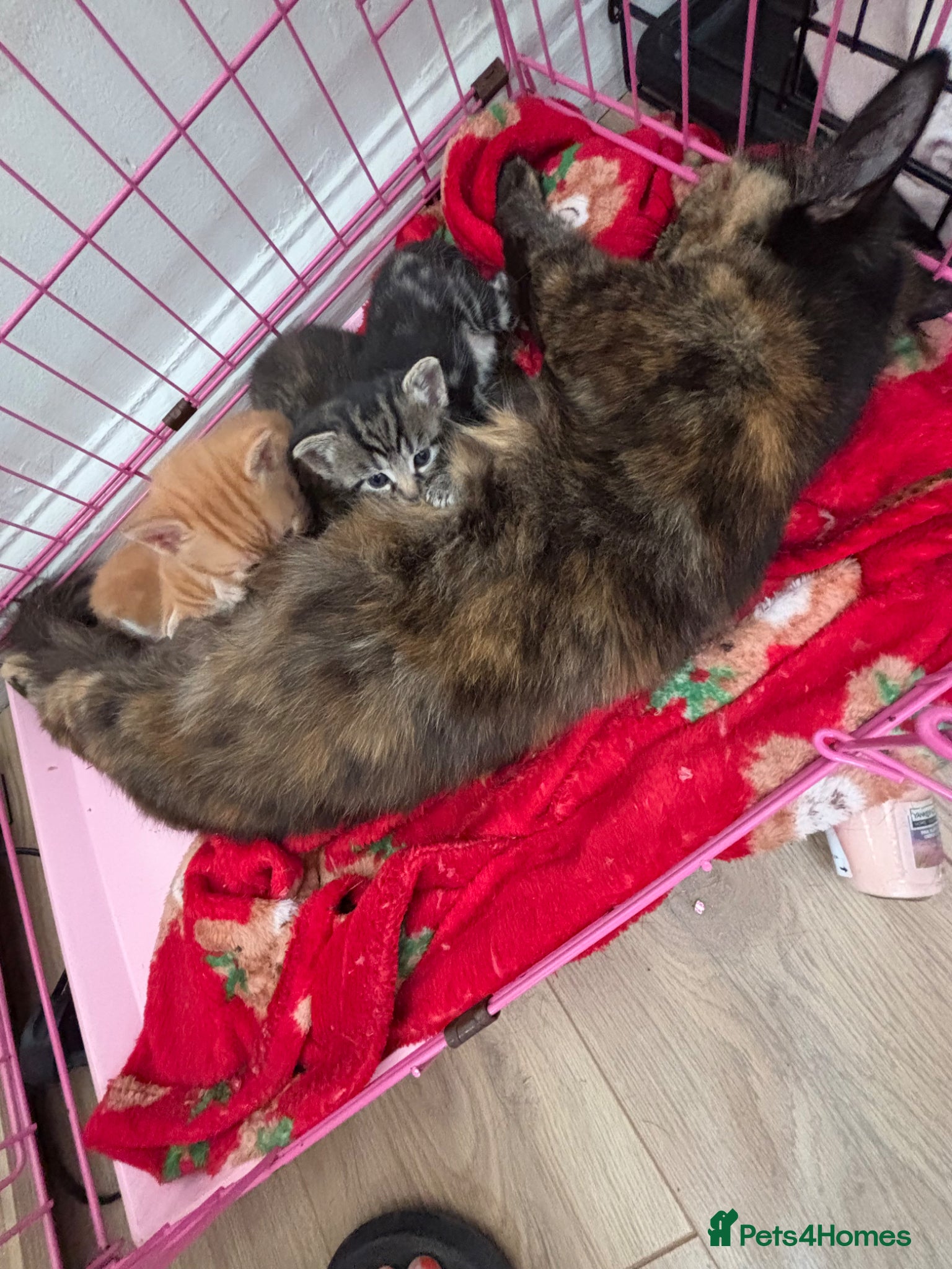 Mixed Breed cats Adorable kittens - Advert 2