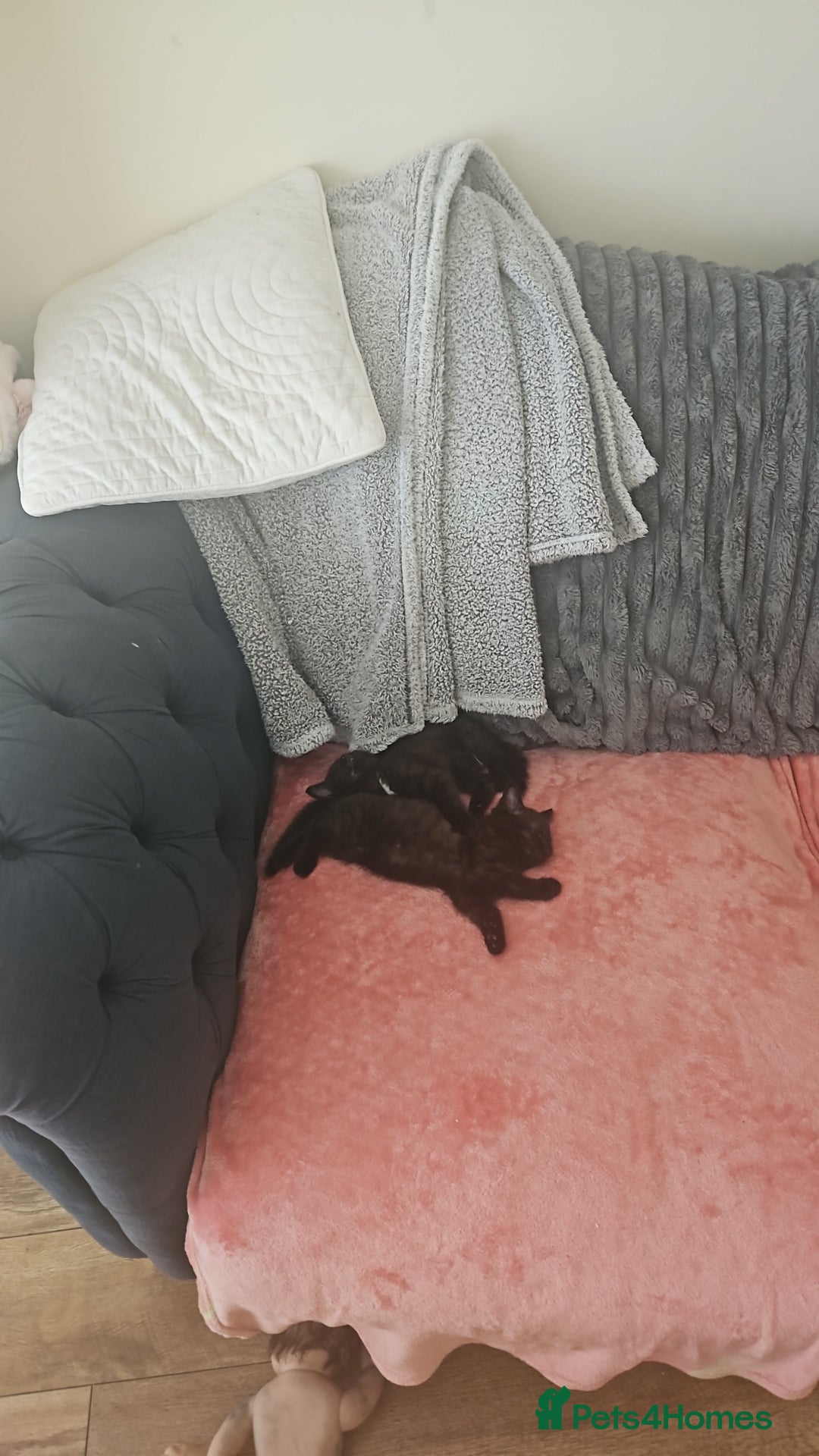 Mixed Breed cats for sale: Stunning Bengal x British Shorthair Kittens - Advert 9