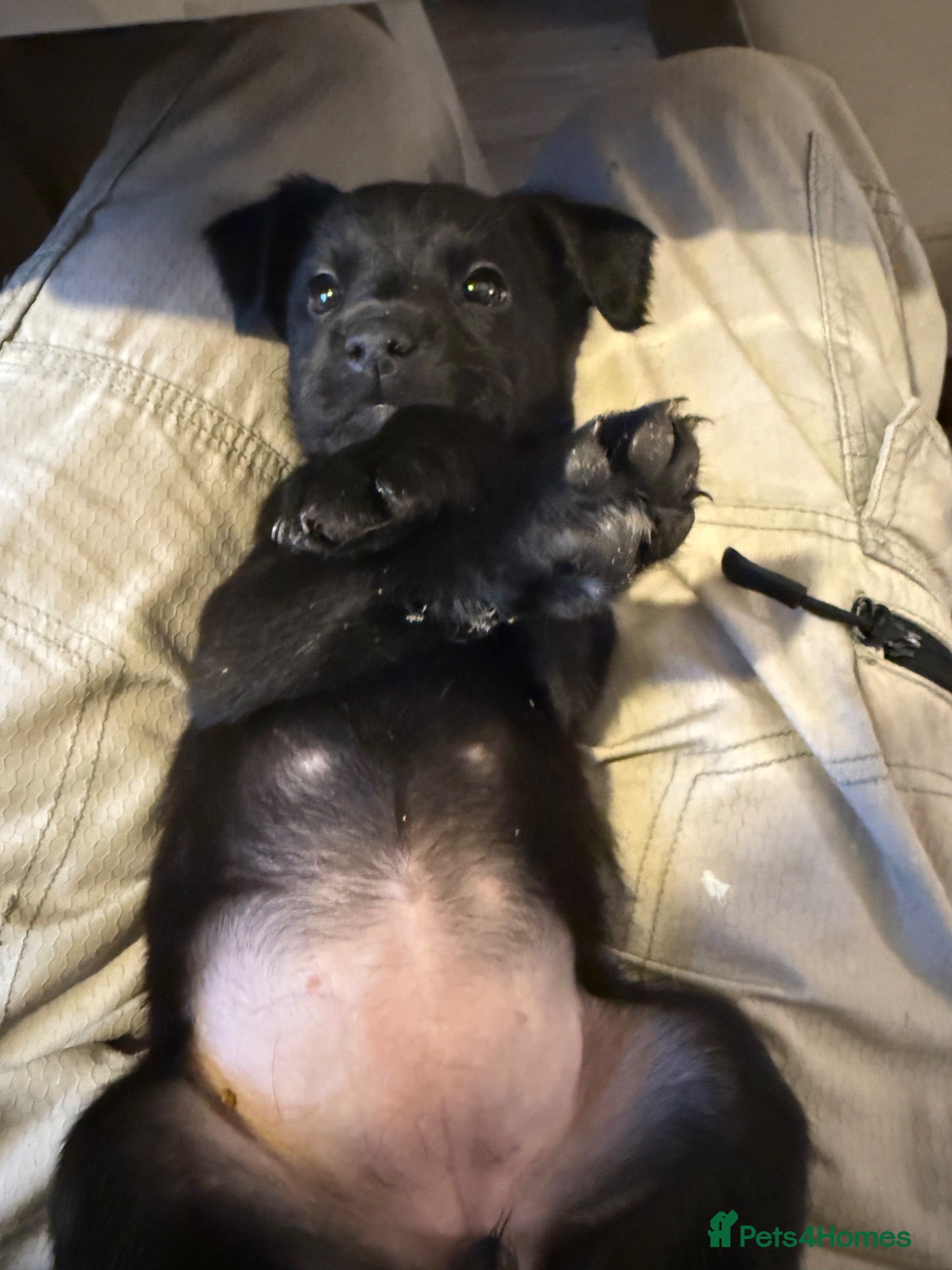 Labrador Retriever dogs     Family Raised Labrador x Boxerdor Puppies - Advert 1