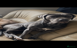 Cane Corso dogs for sale: 12 beautiful Blue cane corso pups - Image 14