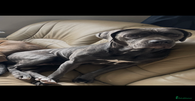 Cane Corso dogs - Advert 3