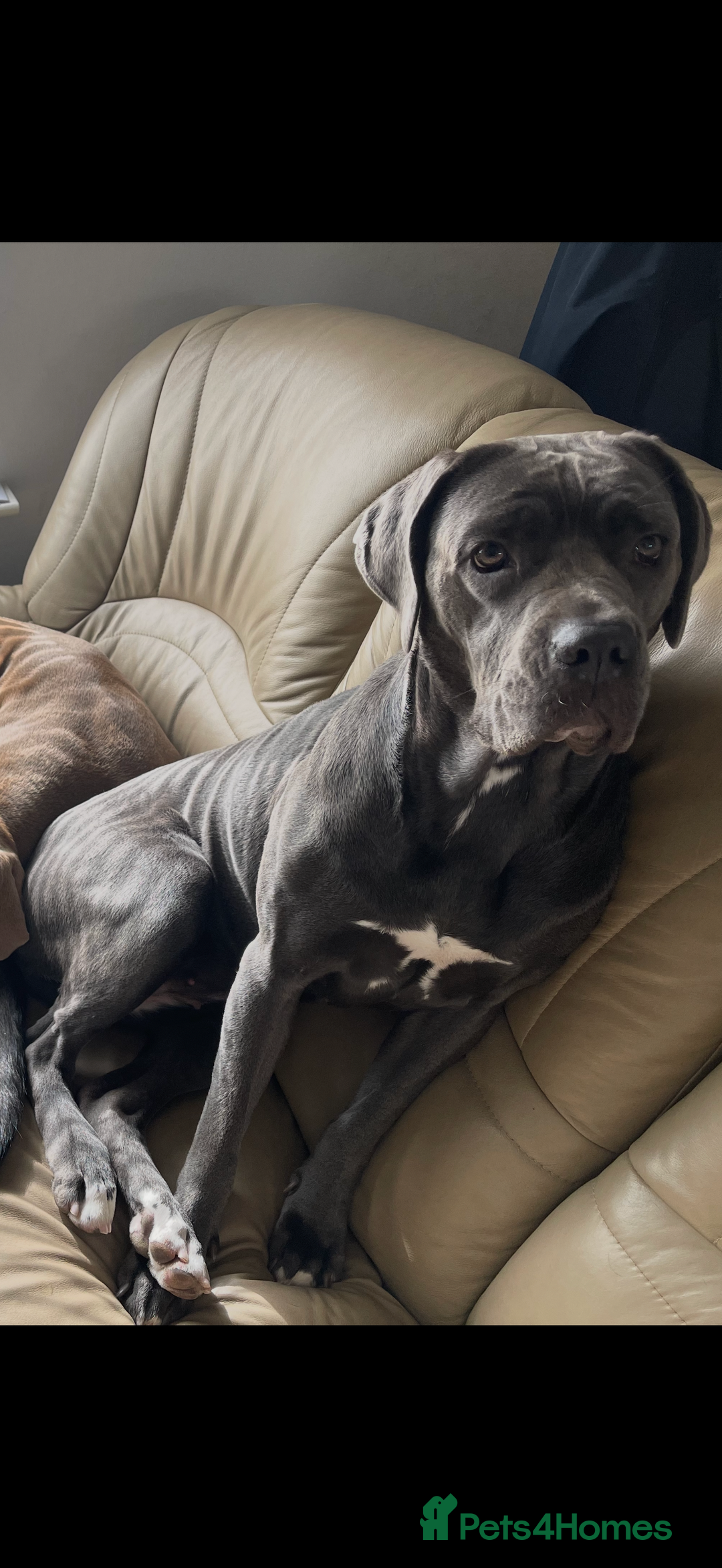Cane Corso dogs for sale: 12 beautiful Blue cane corso pups - Image 14