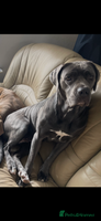 Cane Corso dogs - Advert 3