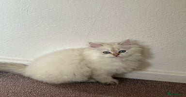 British Longhair cats - Advert 2