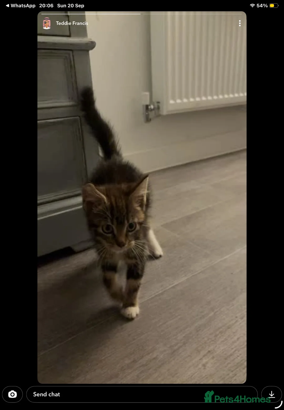 Maine Coon cats for sale: Half Maine coon in Arundel - Advert 3