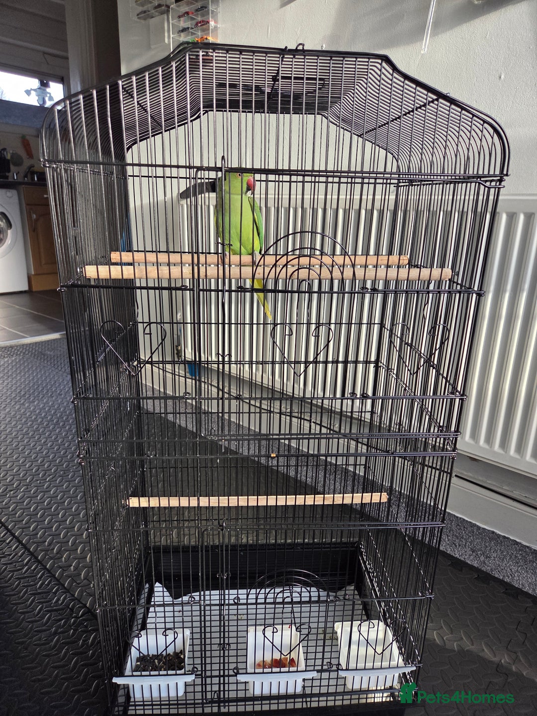 Ringnecks birds for sale: ​🦜 Active Ringneck Parrot For Sale - Advert 7