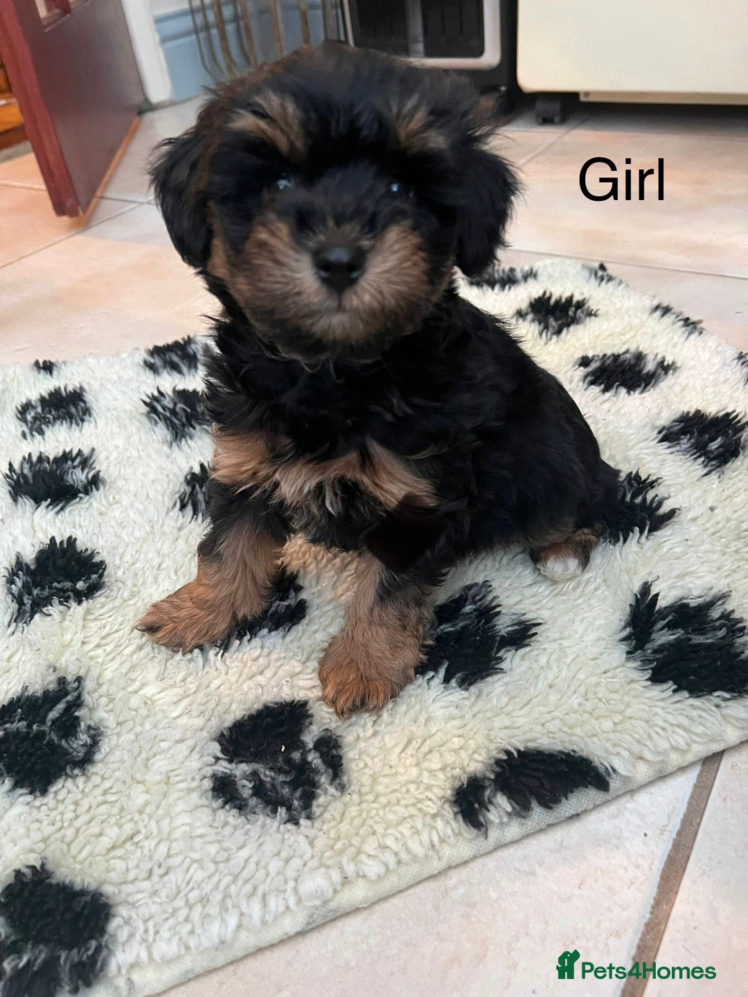 Schnoodle dogs for sale: American Toy Schnoodle Puppies *READY TO GO* - Advert 4
