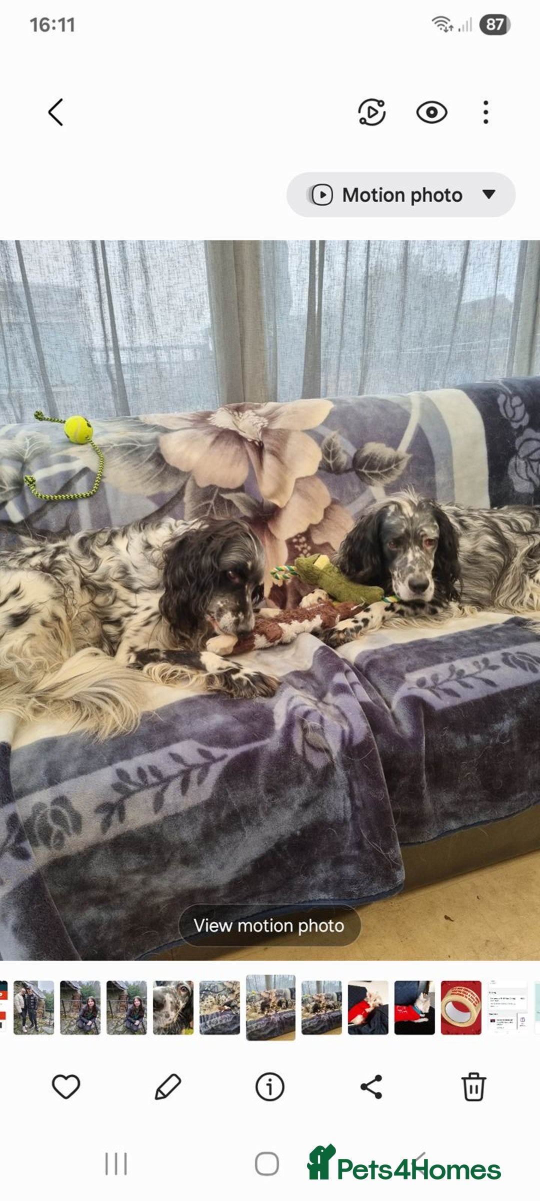 English Setter dogs for adoption: Evo and Rock - Image 1