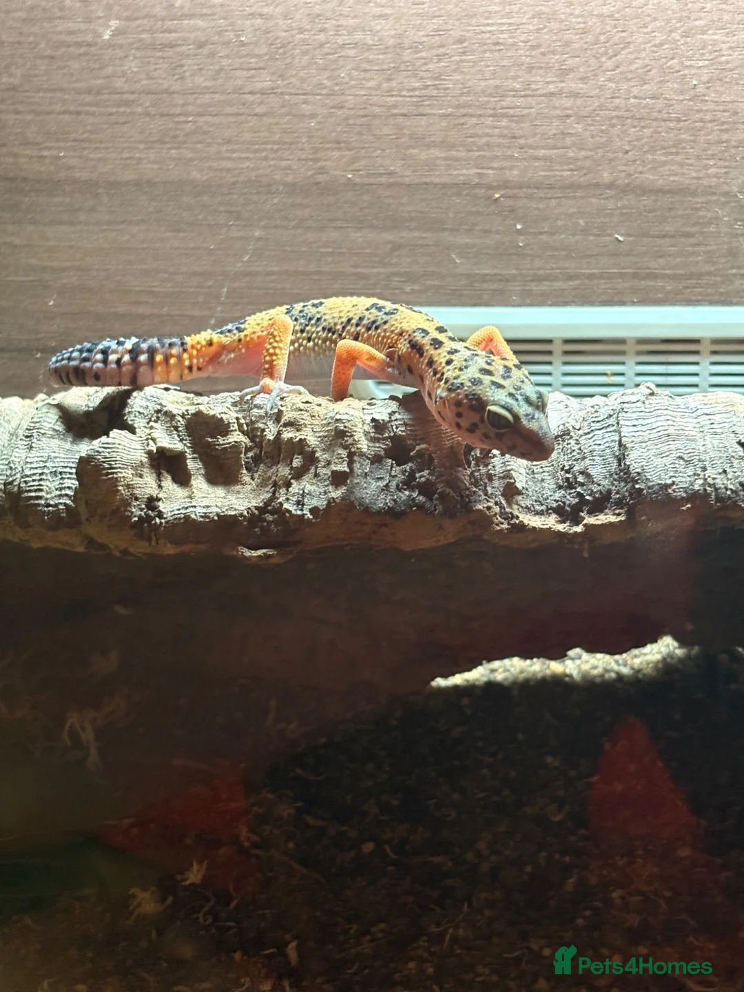 Leopard Gecko reptiles for sale: Male Leopard Gecko with Full Setup – £70 in Pulborough - Advert 1