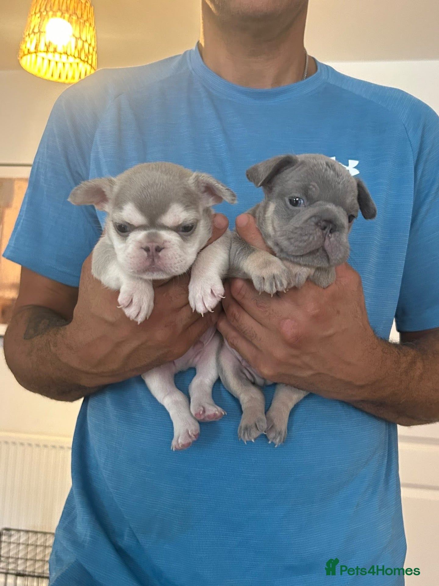 French Bulldog dogs French bulldog puppy's  - Advert 1