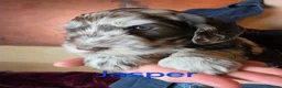 Labradoodle dogs for sale: Gorgeous Miniature Labradoodles - Advert 17
