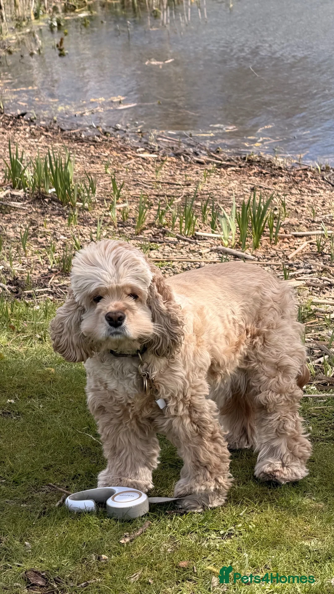 American Cocker Spaniel dogs for sale: Loki ❤️ Male American Cooker Spaniel  - Advert 2