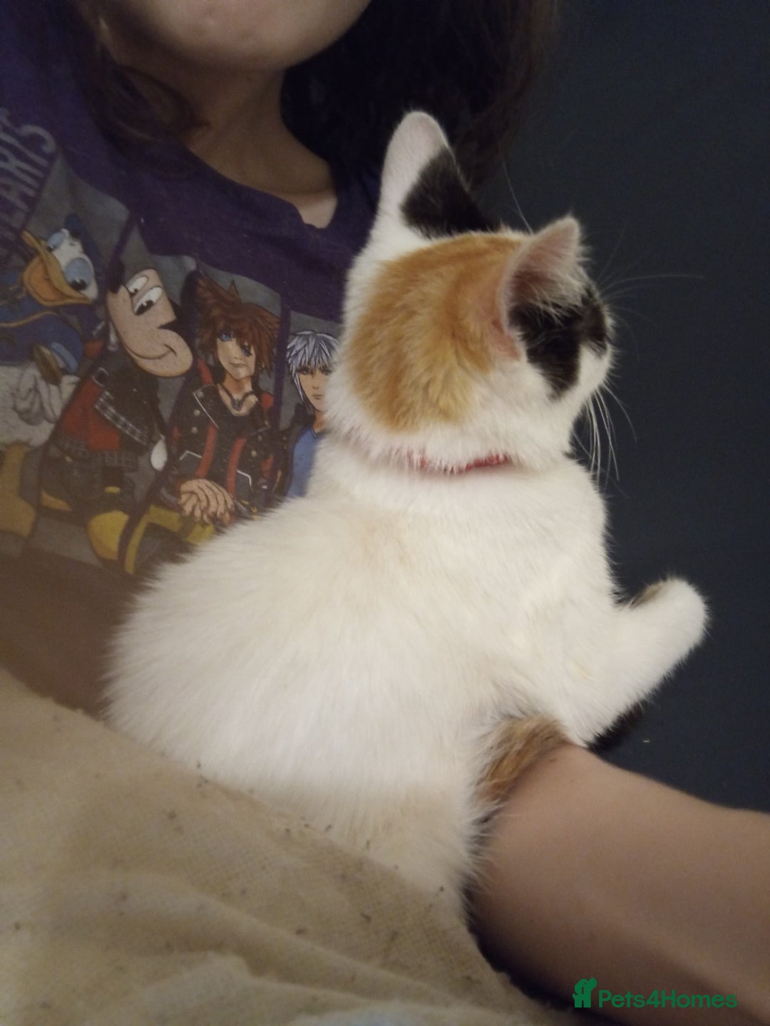 Mixed Breed cats for sale: Friendly kitten for sale to go to a loving home. - Image 5