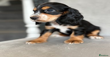 Cocker Spaniel dogs - Advert 1