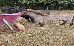 Shetland pony horses for sale: Buckskin roan colt  - Image 2