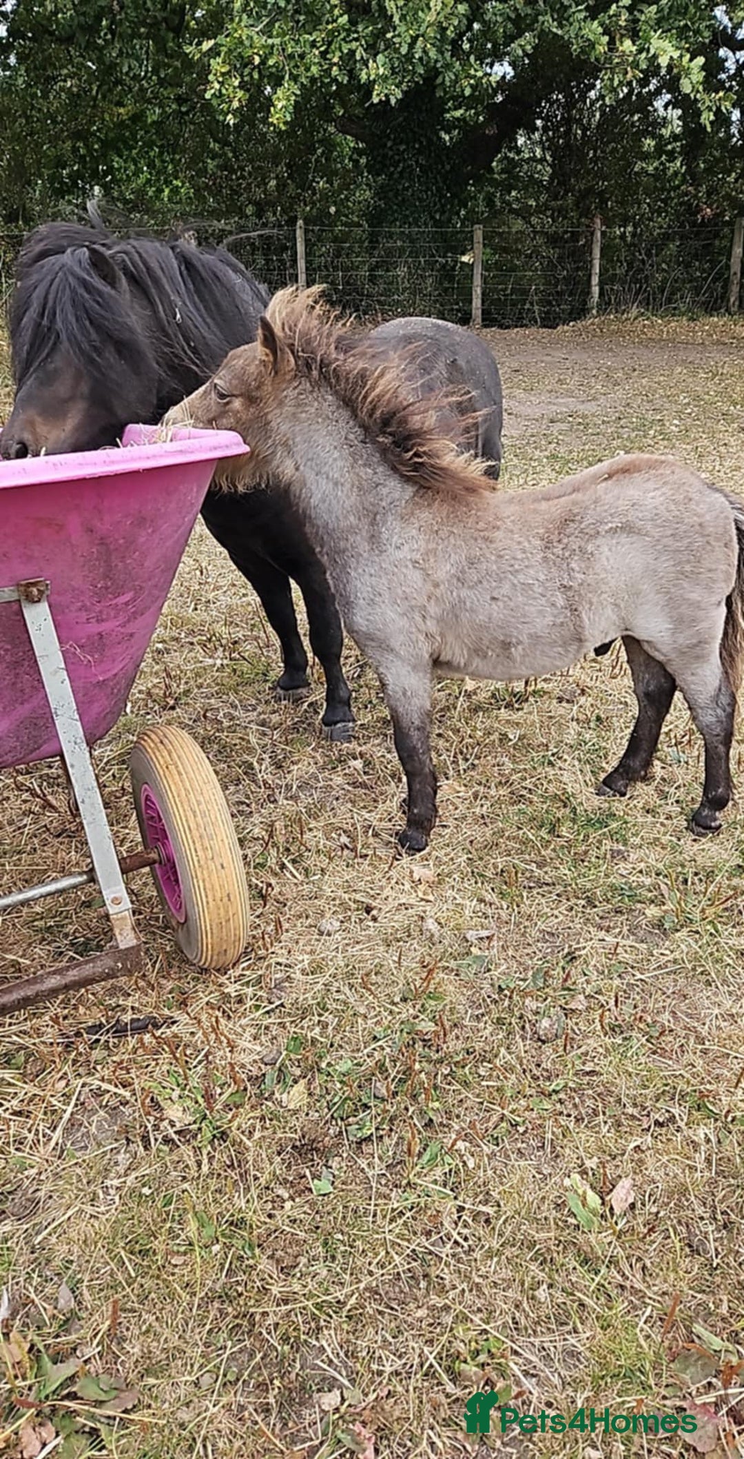 Shetland pony horses for sale: Buckskin roan colt  - Image 2