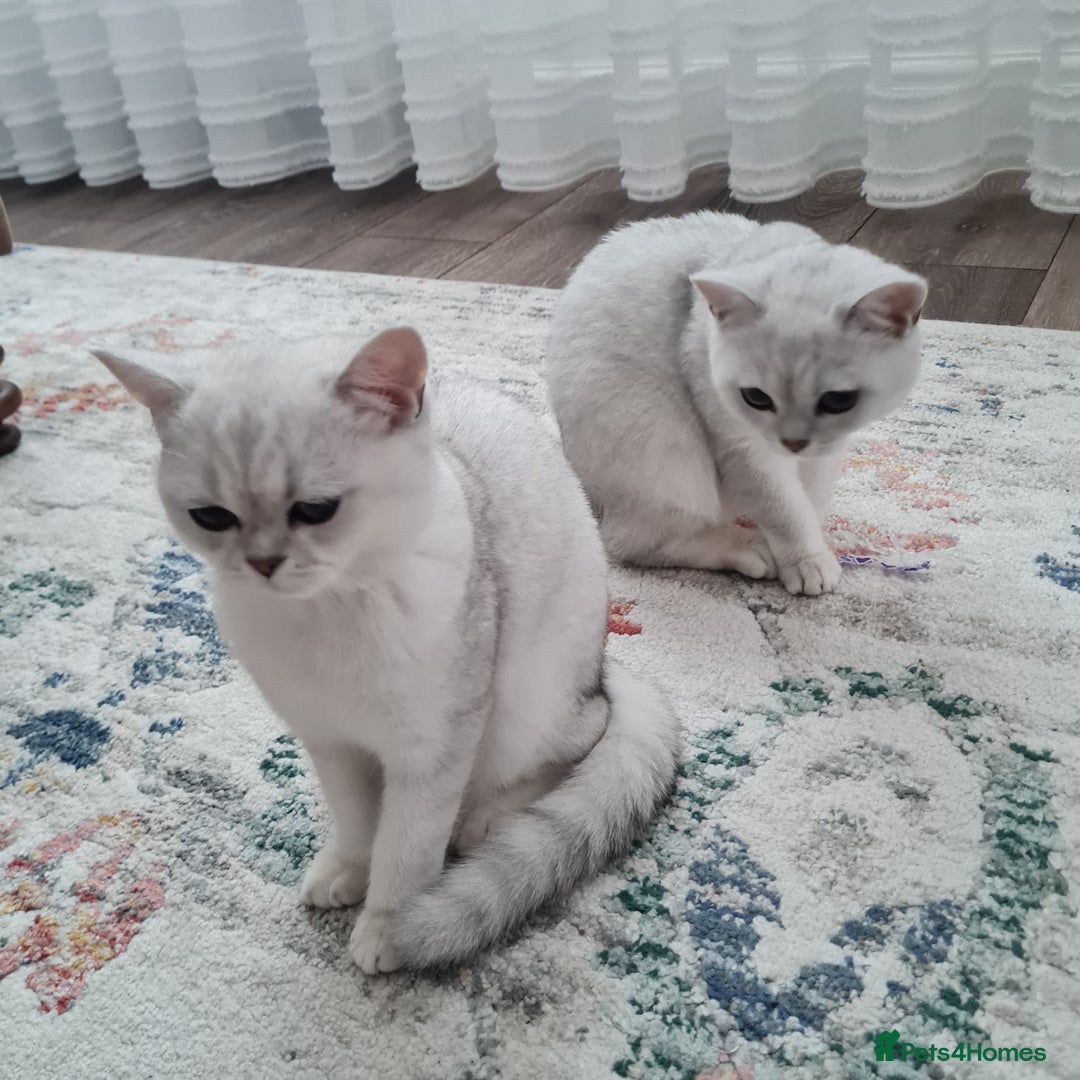 British Shorthair cats for sale: Scotish sorthair chinchilla  - Image 14