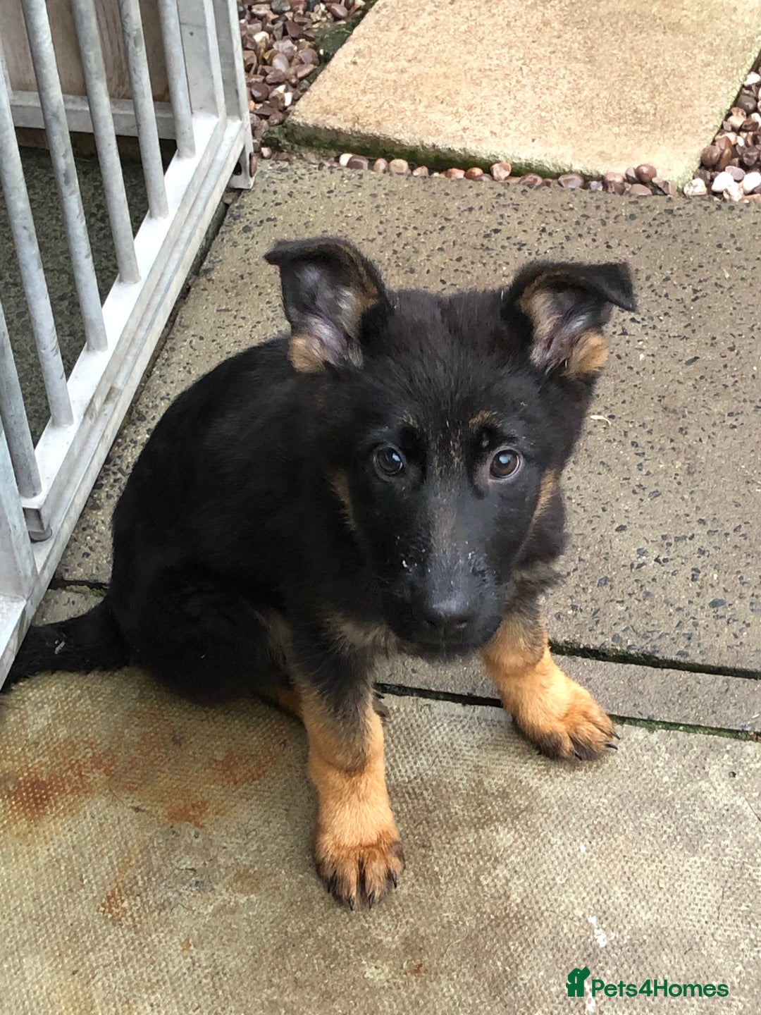 German Shepherd dogs for sale: GERMAN SHEPHERD  - Advert 3