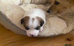 Jack Russell dogs for sale: Long/Broken coated Jack Russel - Image 2