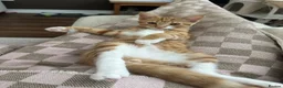 Mixed Breed cats for sale: Beautiful ginger kitten - Ready to go - Advert 3