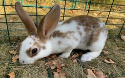 Rex rabbits for sale: Friendly velvety rex rabbits for sale - Image 29