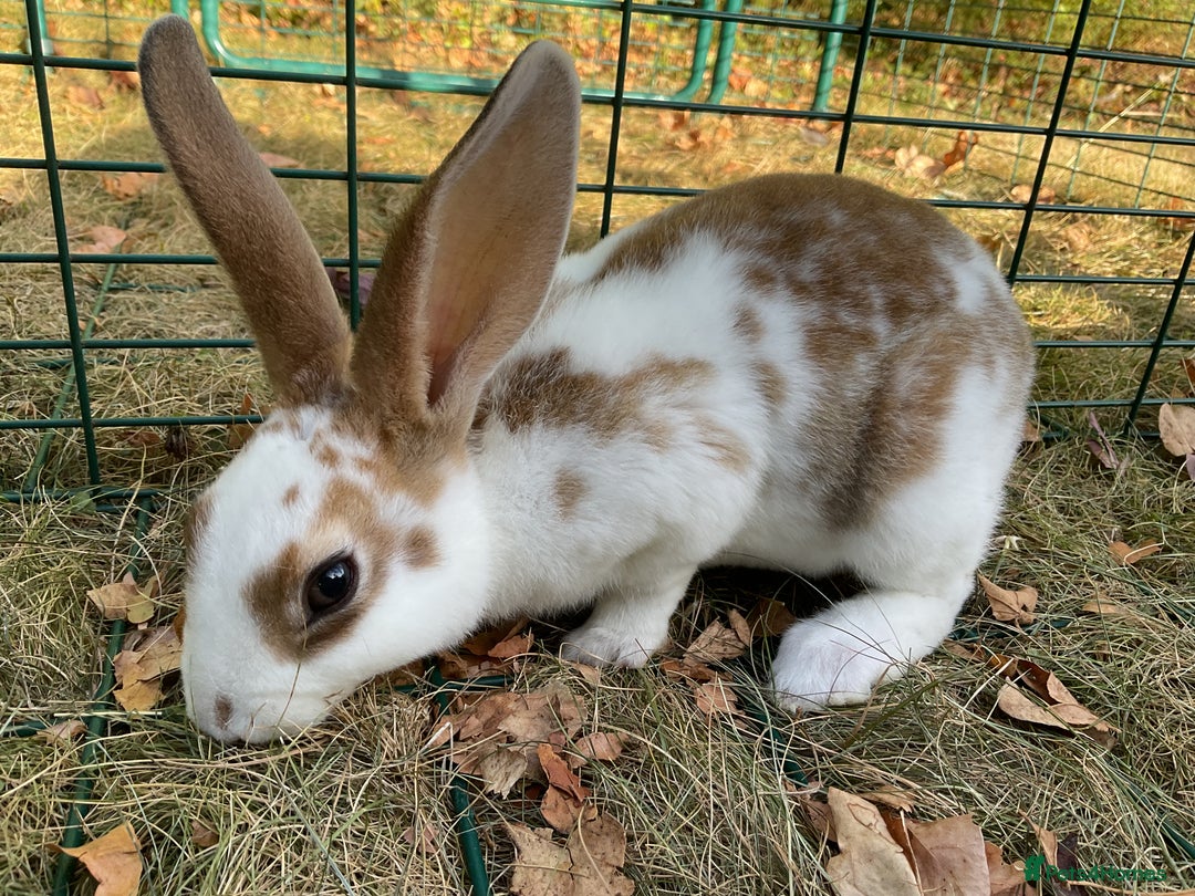 Rex rabbits for sale: Friendly velvety rex rabbits for sale - Image 29