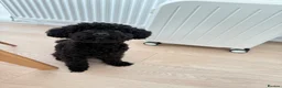 Toy Poodle dogs for sale: Male toy poodle for sale in New Malden - Advert 3