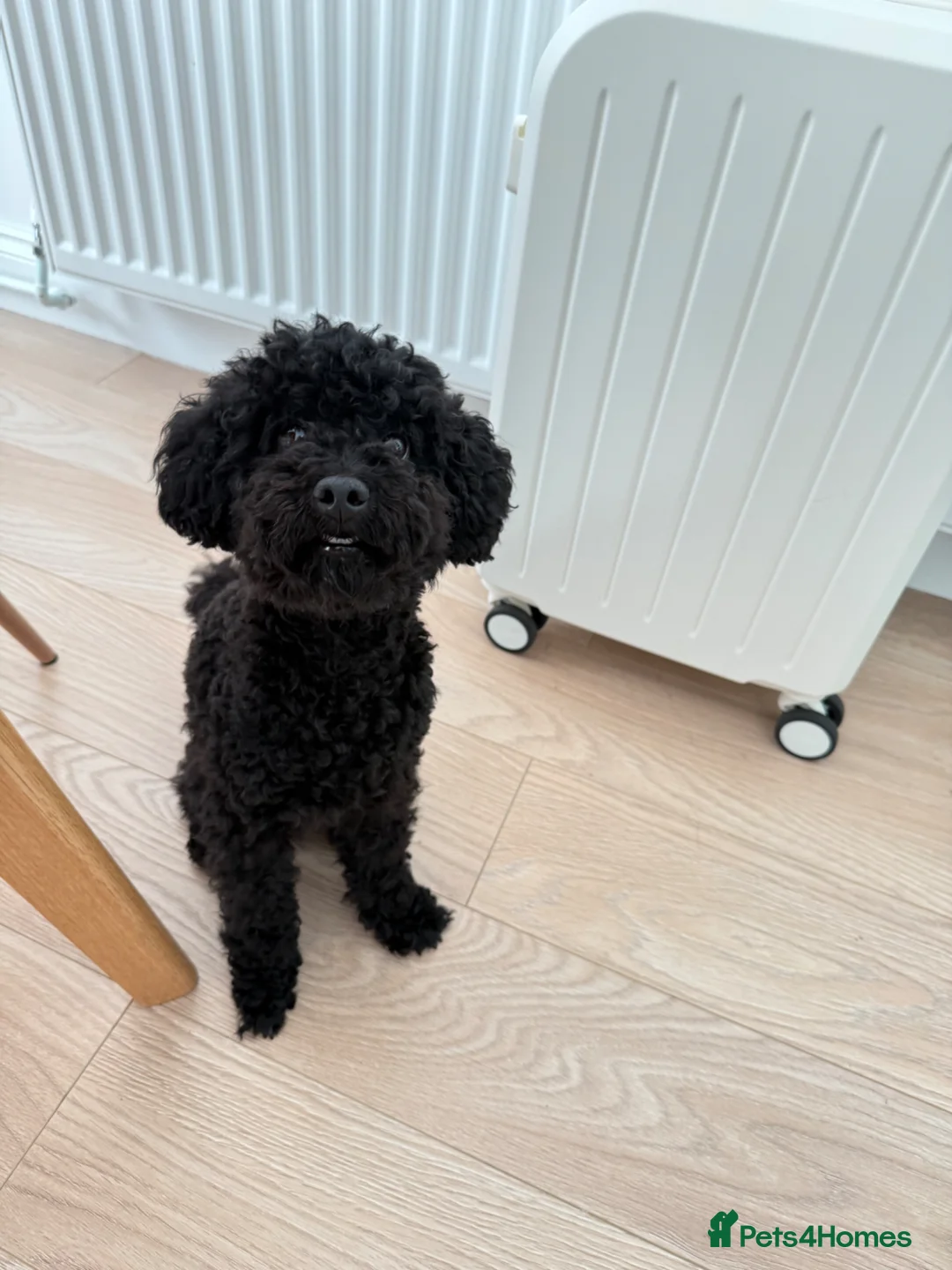 Toy Poodle dogs for sale: Male toy poodle for sale in New Malden - Advert 3