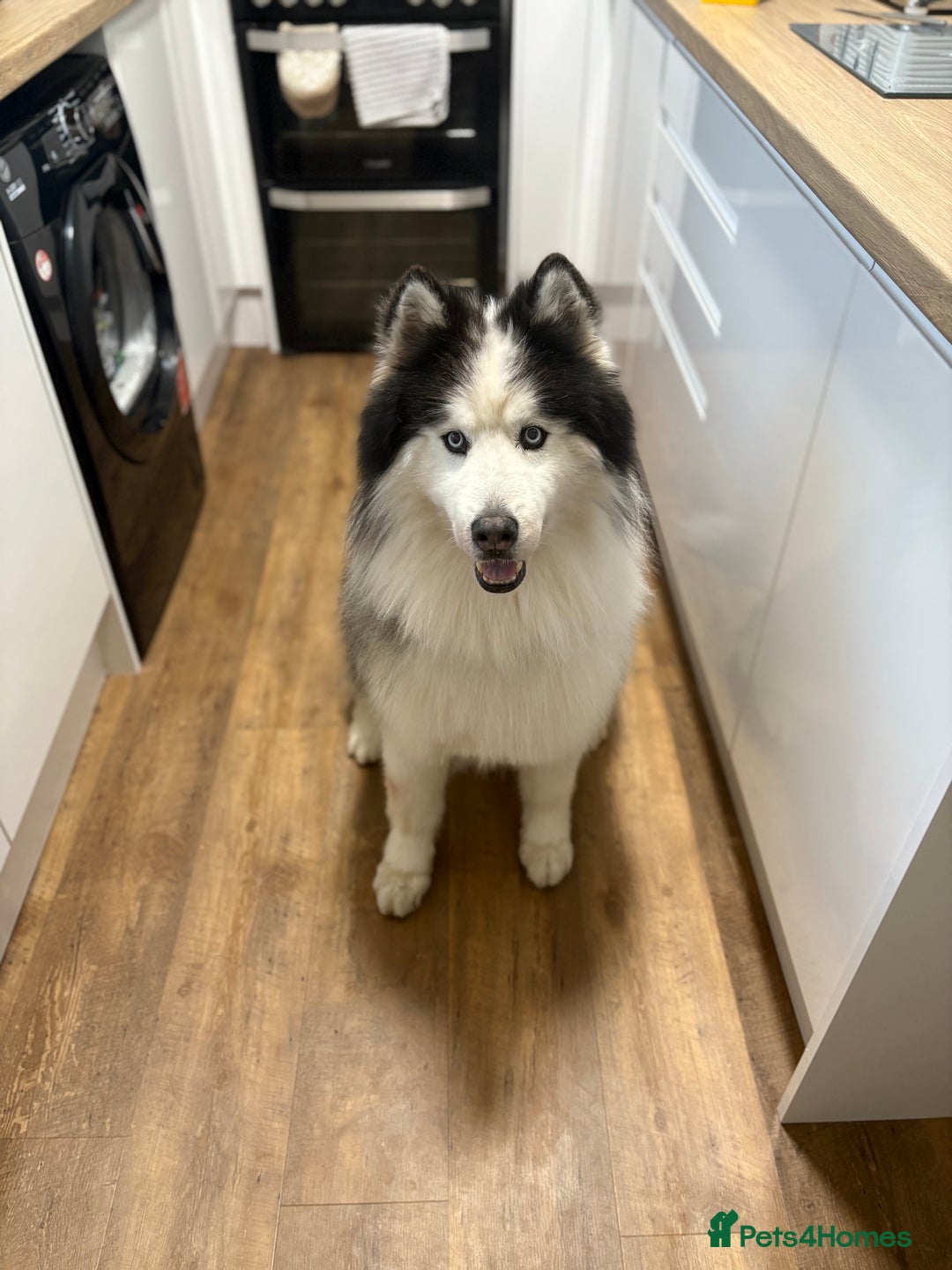 Siberian Husky dogs for sale: Last Female Siberian Husky Puppies - Advert 4