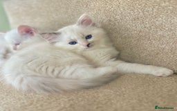Ragdoll cats for sale: Stunning TICA reg Flame/Cream Boy - Image 32