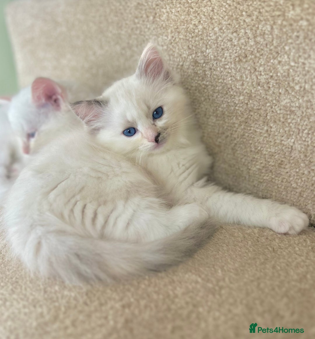 Ragdoll cats for sale: Stunning TICA reg Flame/Cream Boy - Image 32