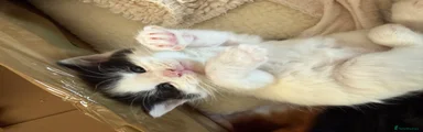 Mixed Breed Kitten 2