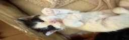 Mixed Breed cats for sale: Mix breed kittens  - Advert 9