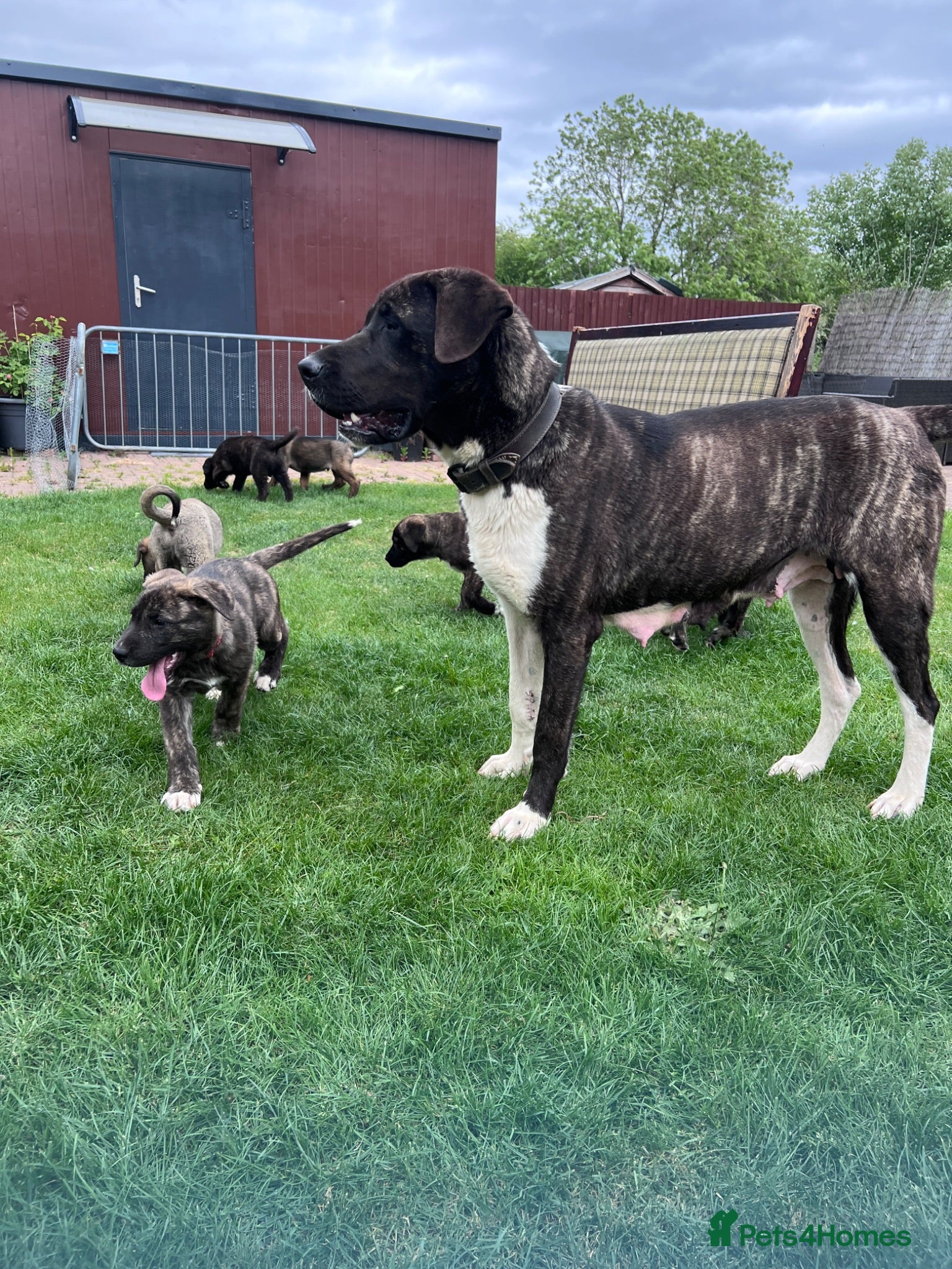 Mixed Breed dogs Dane Shepherd Pups - Advert 1