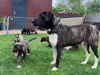 Mixed Breed dogs Dane Shepherd Pups - Advert 1