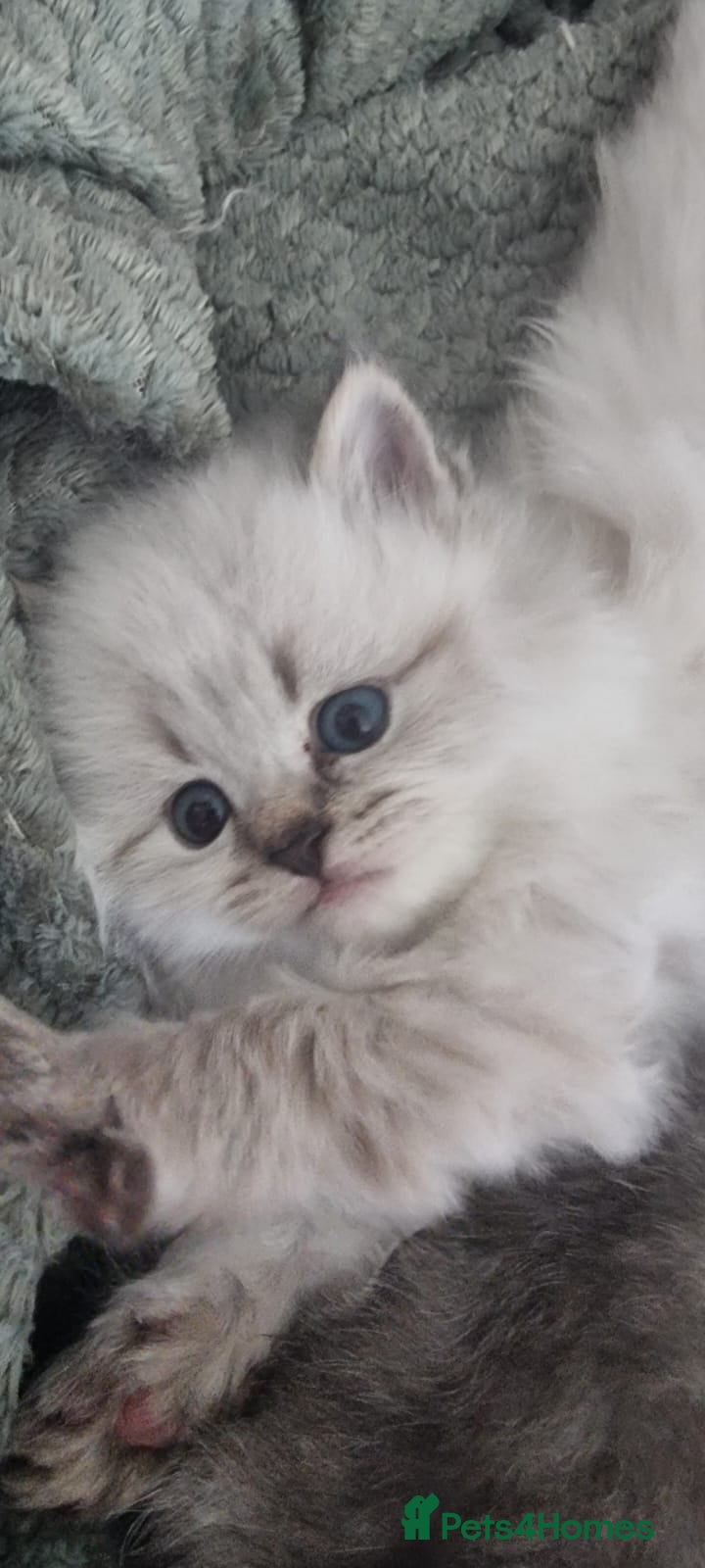 Scottish Fold cats 🐾 Scottish Straight Kittens for Sale – Premium  - Advert 2