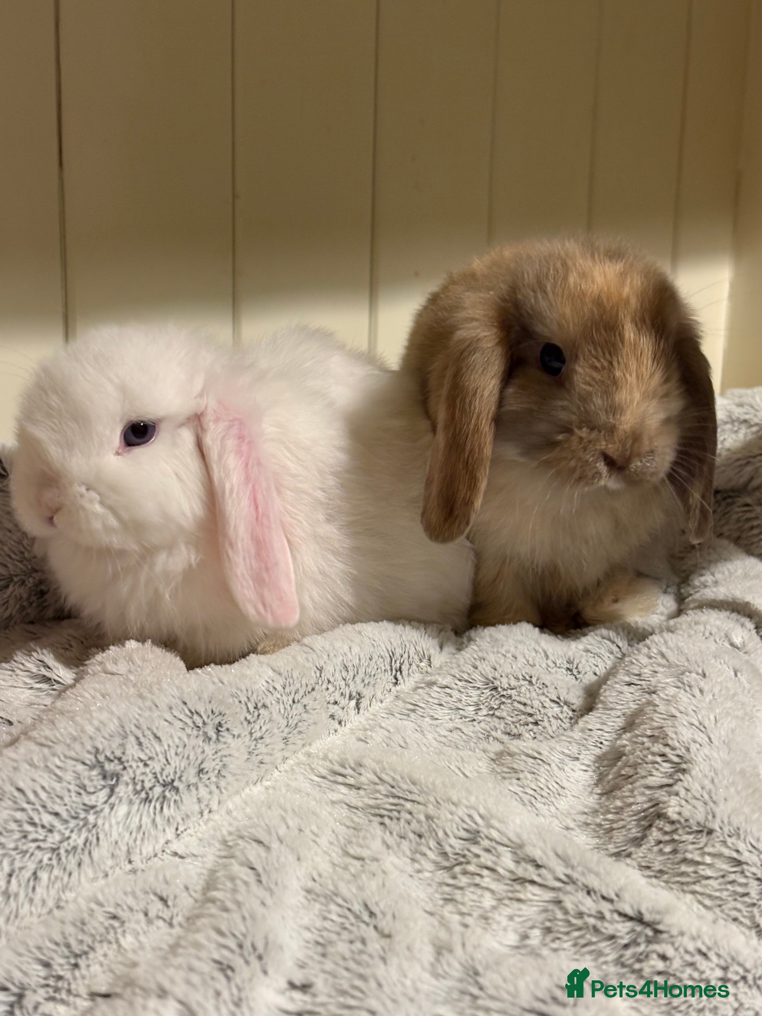 Mini Lop rabbits Vaccinated/raised indoors, mini lops and lion lop  - Advert 12