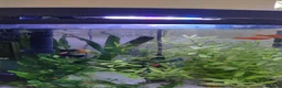 Swordtails fish for sale: Red Swortail pair and 3 Gold Black Platies in London - Advert 5
