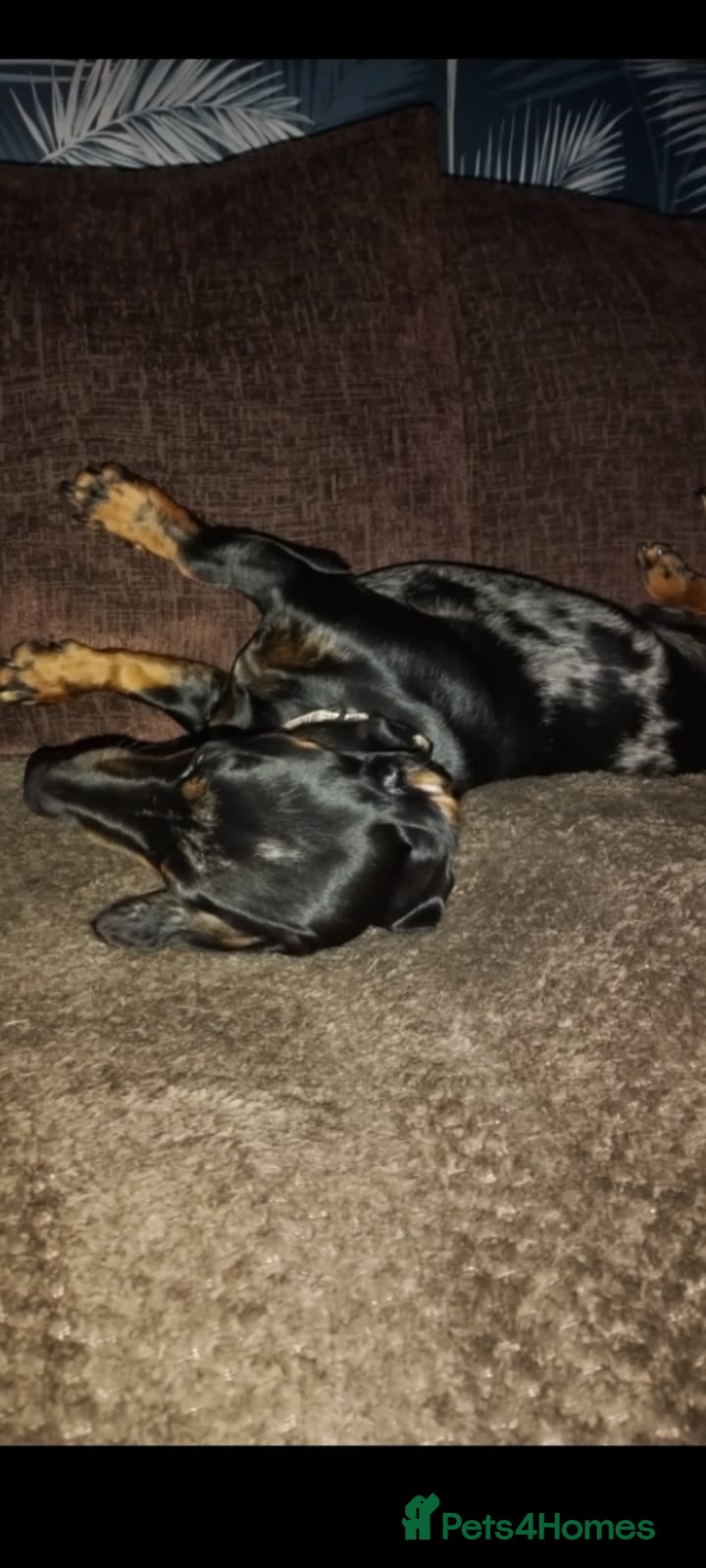Dachshund dogs Stanley needs a new home in Ripon - Advert 3