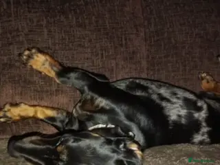 Dachshund dogs Stanley needs a new home in Ripon - Advert 3