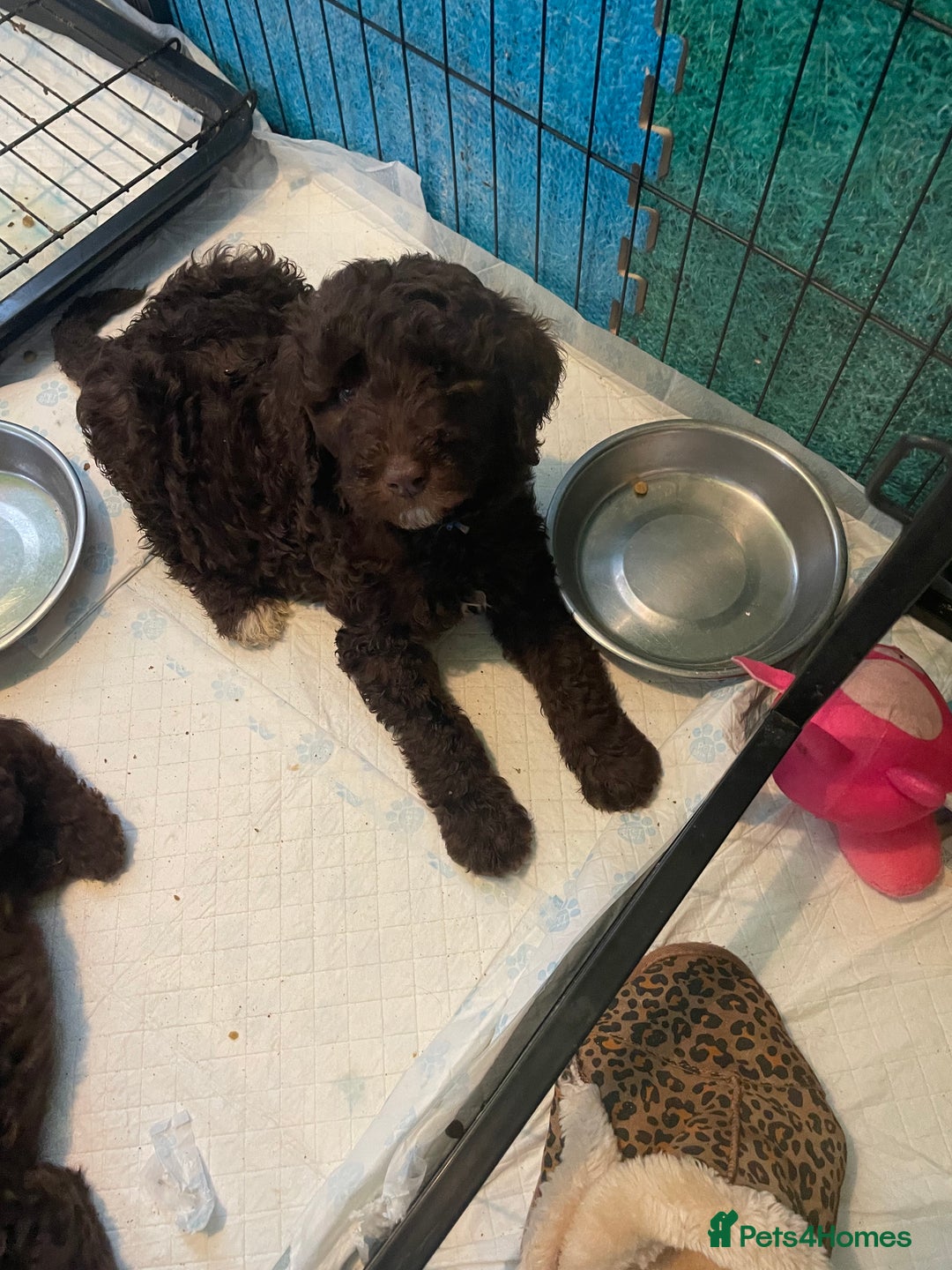 Mixed Breed dogs for sale: Amazing Cockerpoo/Bernadoodle puppies ❤️🐶 - Image 4