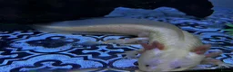Axolotl reptiles for sale: Male and female with their baby in Warminster - Advert 1