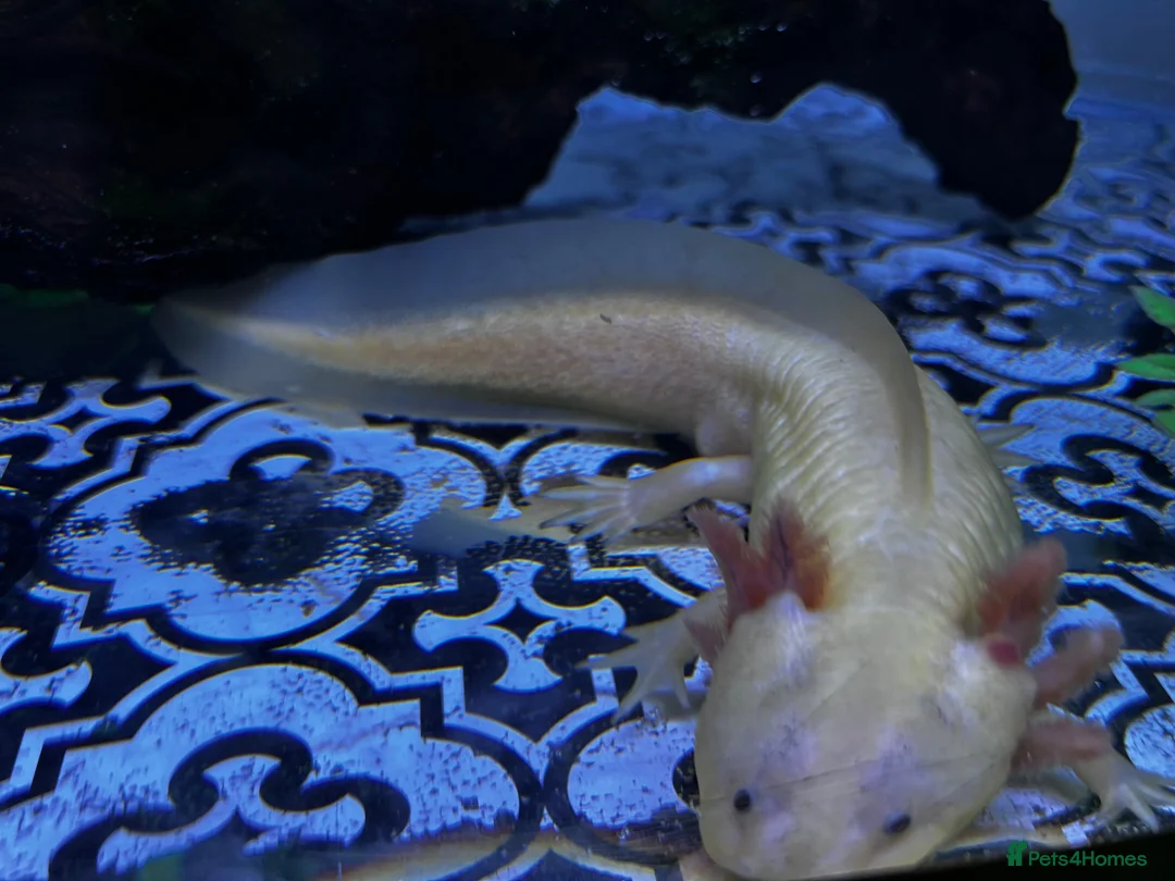 Axolotl reptiles for sale: Male and female with their baby in Warminster - Advert 1