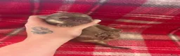 Pomchi dogs for sale: Pomchi Puppies - Advert 7